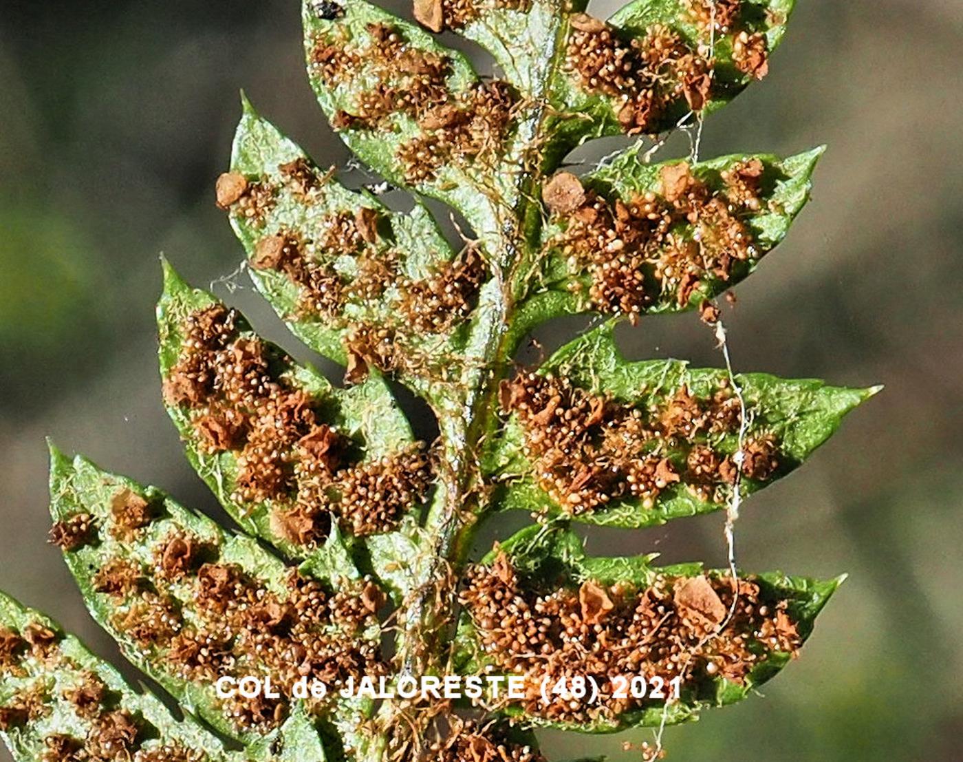 Fern, Hard Sheild fruit